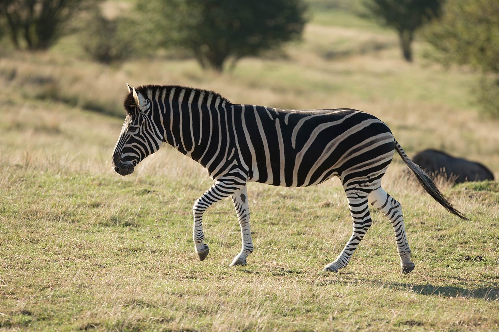 Dazzling zebra facts!